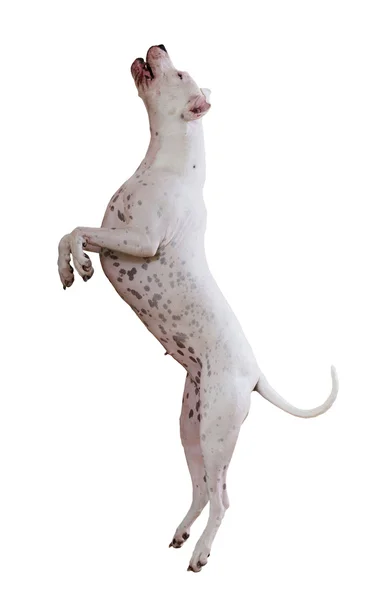 Saltando dogo Argentino — Fotografia de Stock