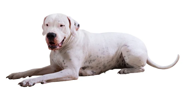 Lying adult dogo Argentino — Stock Photo, Image