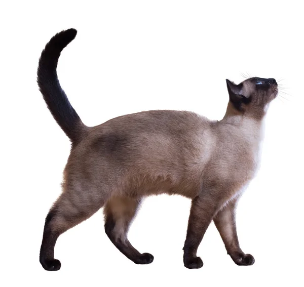 성인 샴 고양이 — 스톡 사진