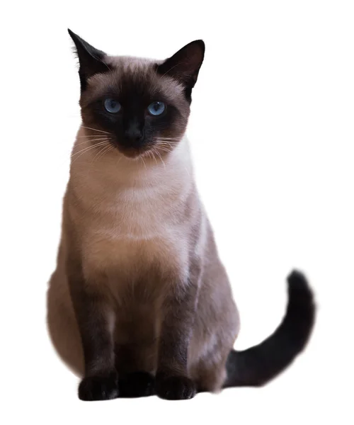 Сидящий сиамский кот — стоковое фото