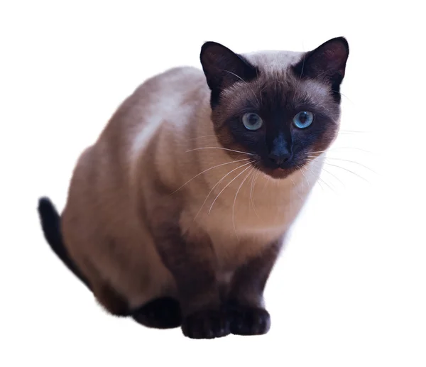 Zittende Siamese kat — Stockfoto