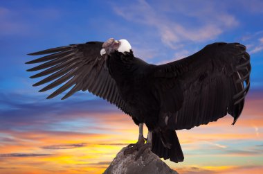  Vultur gryphus against sunset sky  clipart