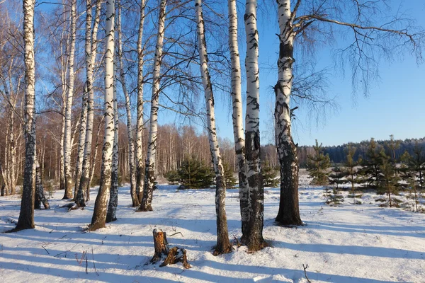 Foresta di betulle nella soleggiata giornata invernale — Foto Stock