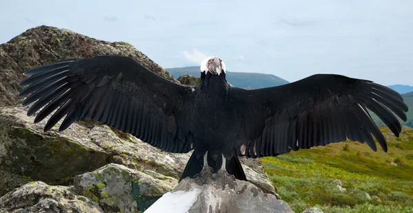 Andean condor  in wildness area — Stock Photo, Image