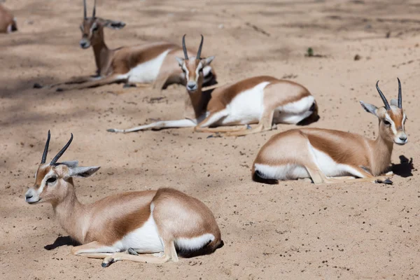 Le gazzelle sahariane in natura — Foto Stock