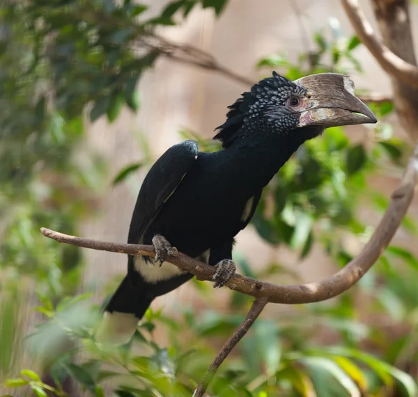 Stříbřitě tvářemi Hornbill na stromě — Stock fotografie