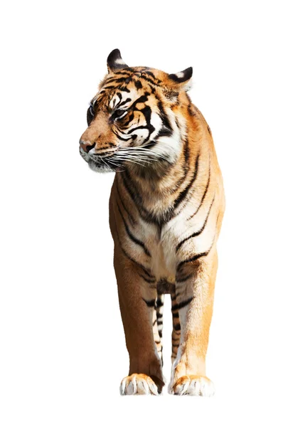 Tigre adulto isolado em branco — Fotografia de Stock