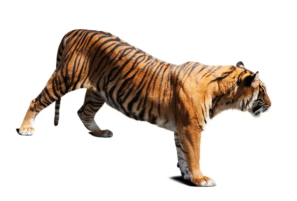 Tiger isoliert auf weiß — Stockfoto