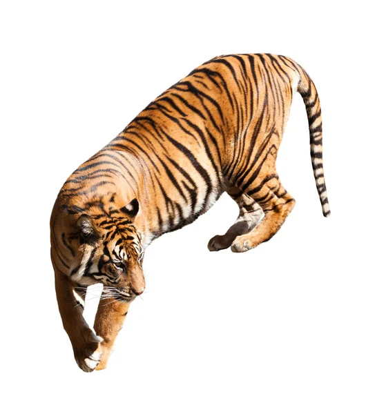 Walking adult tiger — Stock Photo, Image