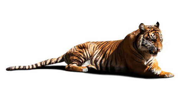 Tigre isolata su bianco — Foto Stock