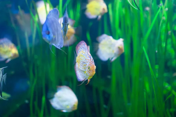 Discus fish in water — Stock Photo, Image