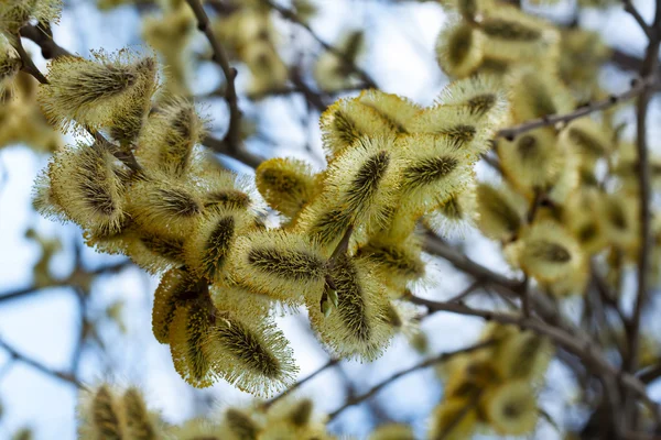 Branches with buds  in spring — Stock Photo, Image