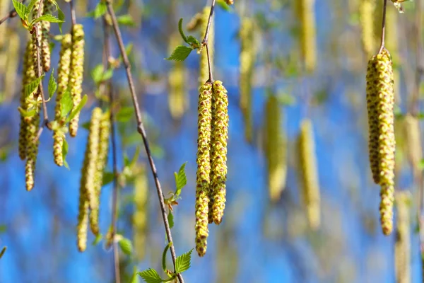 Birch branches  in spring — Stock Photo, Image