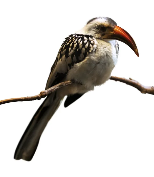 Rödnäbbad hornbill — Stockfoto