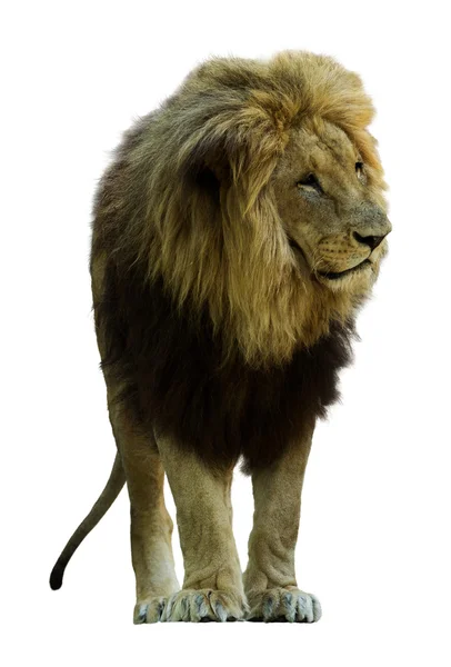 Lion isolated on white — Stock Photo, Image