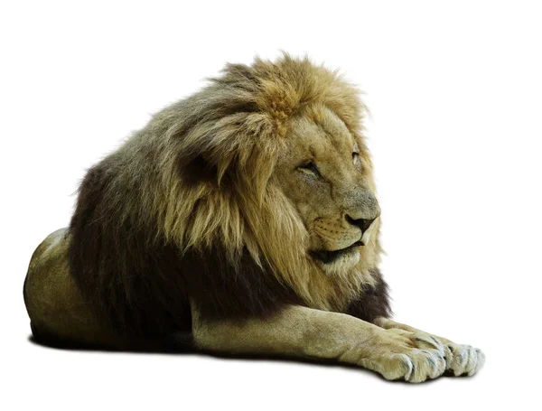 African lion on white — Stock Photo, Image