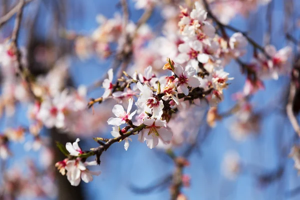 Almond tree  branch in spring — Stock Photo, Image