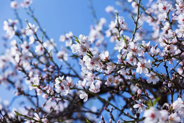 Almond tree  branch in spring — Stock Photo, Image