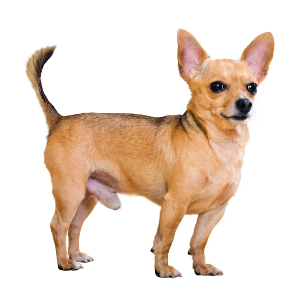 Moscow Toy Terrier — Stock Photo, Image