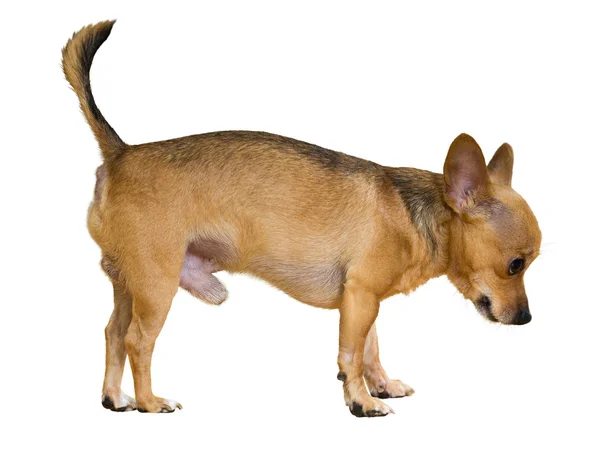 Moskva toy terrier — Stockfoto