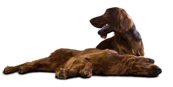 Two Irish Setters — Stock Photo, Image