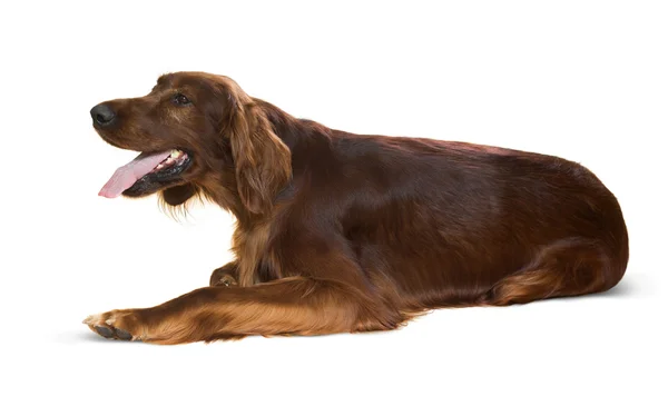 Lying Irish Setter — Stock Photo, Image