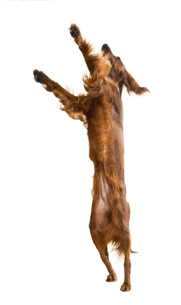 Jumping Red Irish Setter — Stock Photo, Image