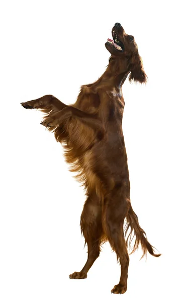 Jumping red irish setter — Stockfoto