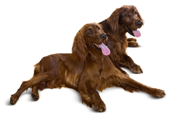 Couple of Irish Setters — Stock Photo, Image