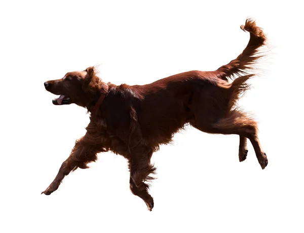 Running Irish Setter — Stock Photo, Image