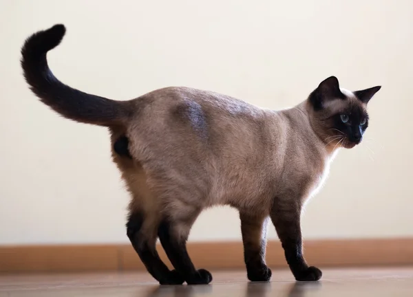 若い大人のシャム猫 — ストック写真