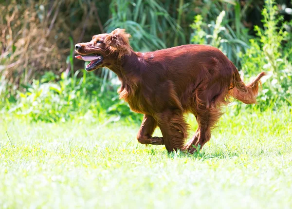 Red Setter działa na trawie — Zdjęcie stockowe