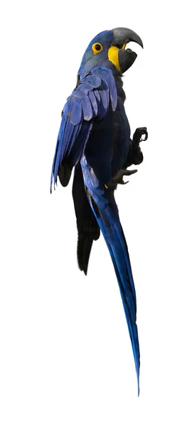 Hyacinth macaw on white — Stock Photo, Image