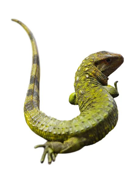 Caiman Lizard on white — Stock Photo, Image