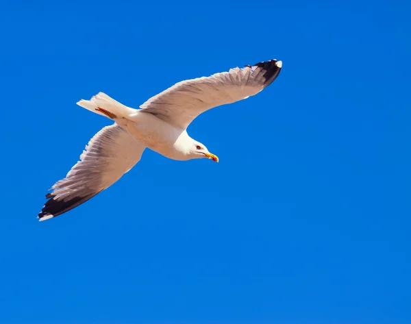 Soaring seagull in sky — Stock Photo, Image