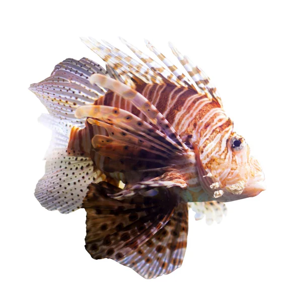 Red lionfish on white — Stock Photo, Image