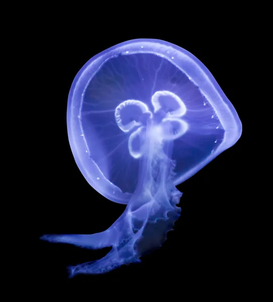 Common jellyfish over black — Stock Photo, Image