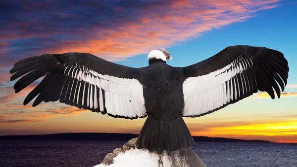 Andean condor at sunset — Stock Photo, Image