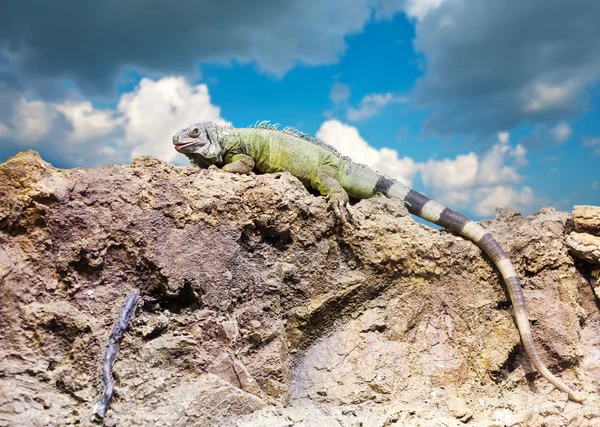 Grüner Leguan auf Stein — Stockfoto