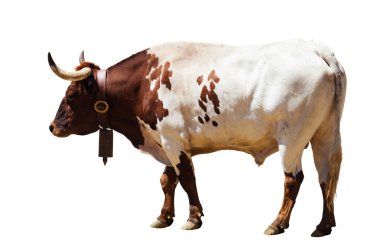 Standing adult bull. clipart