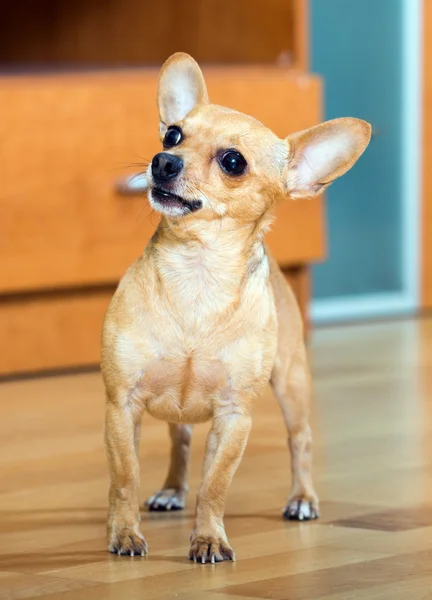 Russian Toy Terrier — Stock Photo, Image