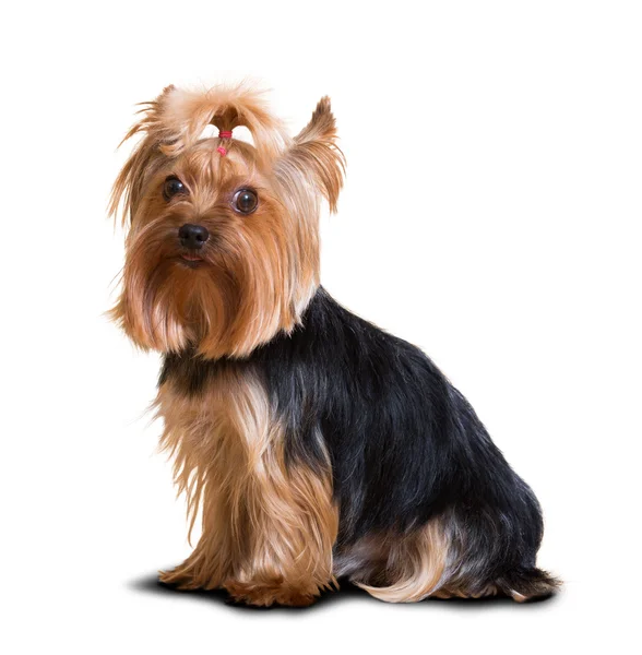 Pies z Yorkshire Terrier — Zdjęcie stockowe