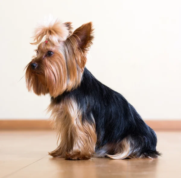 Pies z Yorkshire Terrier — Zdjęcie stockowe