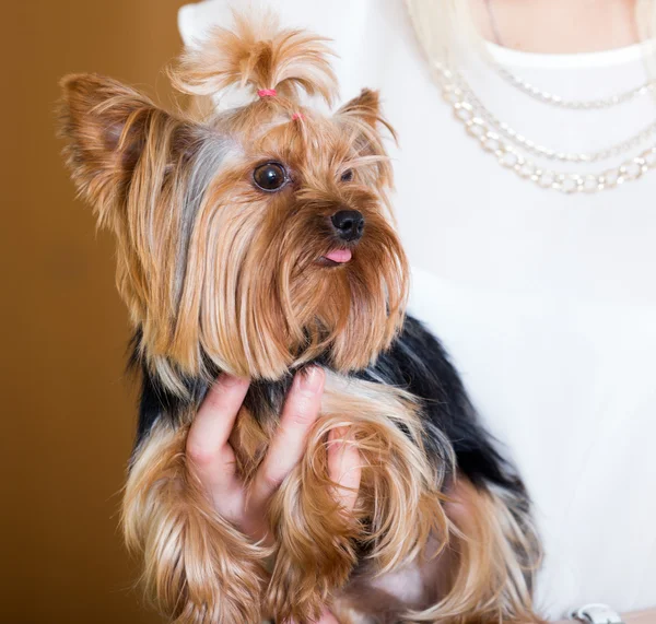 Yorkshire Terrier on owner's hands — Stock Photo, Image