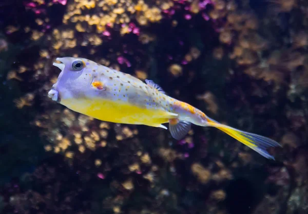 Gele koffervis (Ostracion cubicus) — Stockfoto