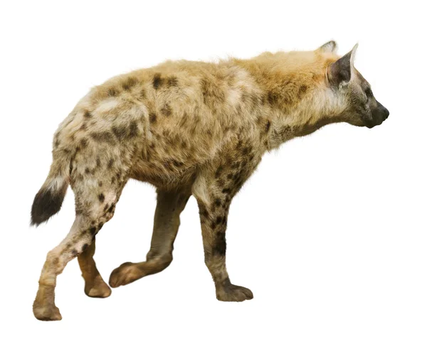 Gefleckte Hyäne Tier i — Stockfoto