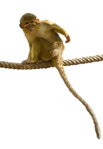 Komik Talapoin maymun — Stok fotoğraf