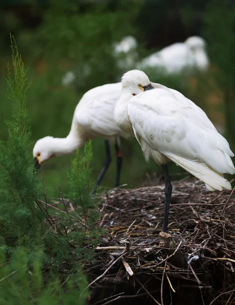 Загальні Spoonbills дерево — стокове фото