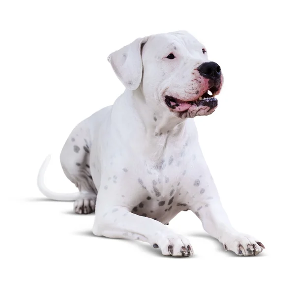 Lying dogo Argentino — Stock Photo, Image