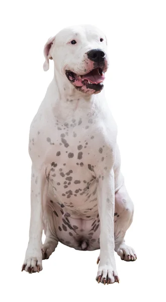 Dogo argentino oturan — Stok fotoğraf